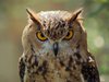 Animals beautiful extraordinary wild birds mad owl