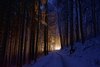 2560x1707 px Cold Dark forest Lights nature Trees winter 1325661d