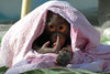 Monkey picking nose under pink blanket