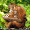 Orangutan 1815992i