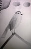 Gray Catbird Sketch