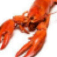 lobstet<3