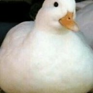Thicc Duck