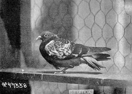 cher-ami-war-pigeon.jpg