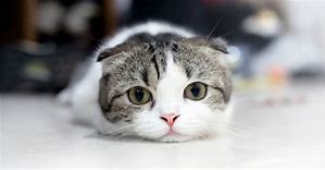 Image result for cat cute